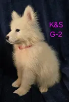 Sunshine, a female Samoyed for sale in Granby, MO – 4 of 6