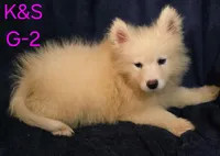 Sunshine, a female Samoyed for sale in Granby, MO – 6 of 6