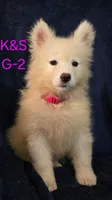 Sunshine, a female Samoyed for sale in Granby, MO – 3 of 6