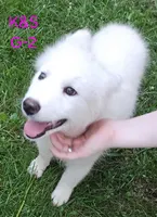Sunshine, a female Samoyed for sale in Granby, MO – 7 of 9