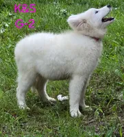Sunshine, a female Samoyed for sale in Granby, MO – 5 of 9