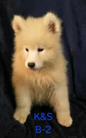 Snuggles, a male Samoyed for sale in Granby, MO – 3 of 7