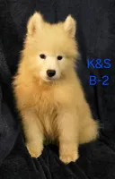 Snuggles, a male Samoyed for sale in Granby, MO – 4 of 7