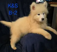 Snuggles, a male Samoyed for sale in Granby, MO – 7 of 7