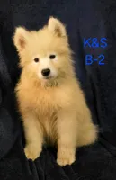 Snuggles, a male Samoyed for sale in Granby, MO – 2 of 7