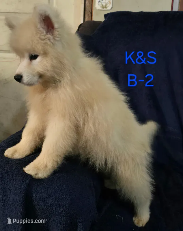 Snuggles – Samoyed puppy for sale in Granby, MO