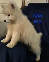 Snuggles, a male Samoyed for sale in Granby, MO – 1 of 7