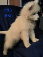 Snuggles, a male Samoyed for sale in Granby, MO – 5 of 7