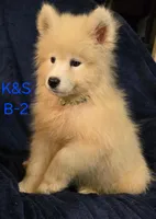 Snuggles, a male Samoyed for sale in Granby, MO – 6 of 7