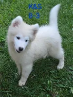 Shadow, a male Samoyed for sale in Granby, MO – 5 of 7