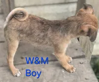 Bugs, a male Pomeranian and Pug for sale in Granby, MO – 2 of 5