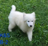 Snuggles, a male Samoyed for sale in Granby, MO – 2 of 9