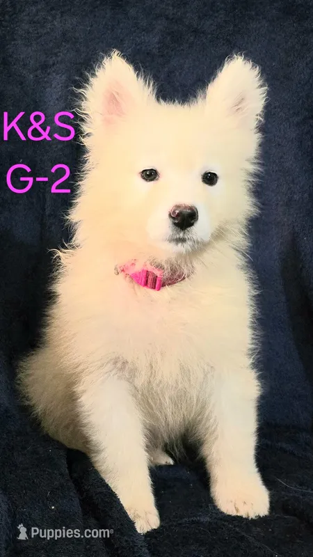 Sunshine – Samoyed puppy for sale in Granby, MO