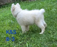 Shadow, a male Samoyed for sale in Granby, MO – 4 of 7