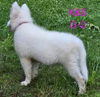 Sunshine, a female Samoyed for sale in Granby, MO – 6 of 9