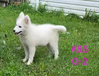 Sunshine, a female Samoyed for sale in Granby, MO – 1 of 9