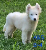 Skipper, a male Samoyed for sale in Granby, MO – 10 of 10