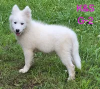 Sunshine, a female Samoyed for sale in Granby, MO – 3 of 9