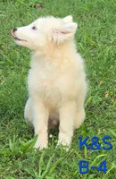 Skipper, a male Samoyed for sale in Granby, MO – 8 of 10