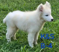 Skipper, a male Samoyed for sale in Granby, MO – 9 of 10