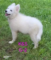 Sunshine, a female Samoyed for sale in Granby, MO – 2 of 9