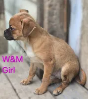 Lola, a female Pomeranian and Pug for sale in Granby, MO – 3 of 6