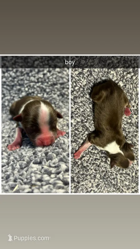 Badger, a male Miniature Australian Shepherd for sale in Granby, MO – Photo 1 of 1