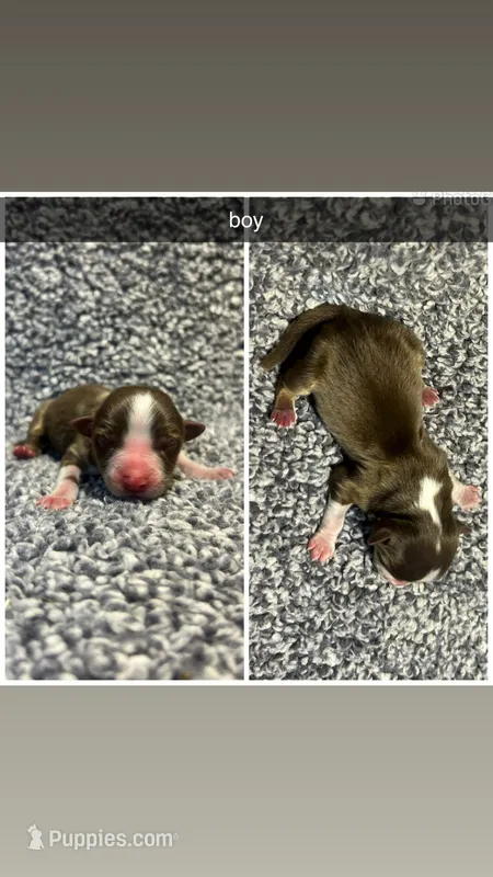 Flyn, a male Miniature Australian Shepherd for sale in Granby, MO – Photo 1 of 1