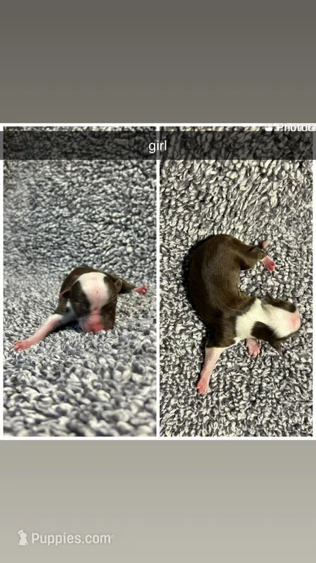 Marie , a female Miniature Australian Shepherd for sale in Granby, MO – Photo 1 of 1