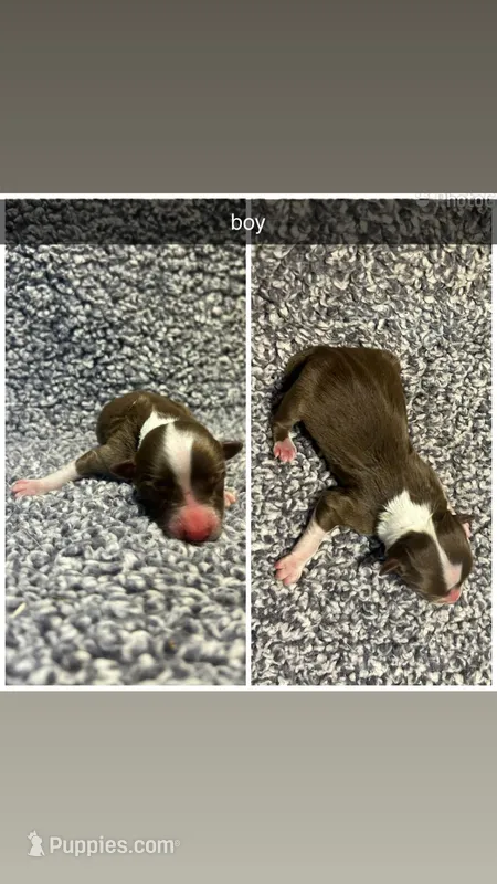 Walt, a male Miniature Australian Shepherd for sale in Granby, MO – Photo 1 of 1