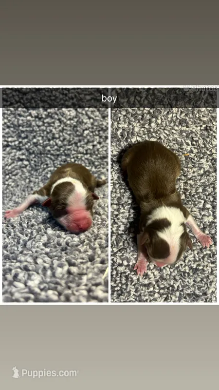 Todd, a male Miniature Australian Shepherd for sale in Granby, MO – Photo 1 of 1