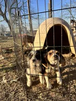 Buster , a male Miniature Australian Shepherd for sale in Granby, MO – Photo 5 of 5