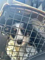 Buster , a male Miniature Australian Shepherd for sale in Granby, MO – Photo 3 of 5