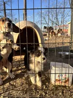 Buster , a male Miniature Australian Shepherd for sale in Granby, MO – Photo 4 of 5