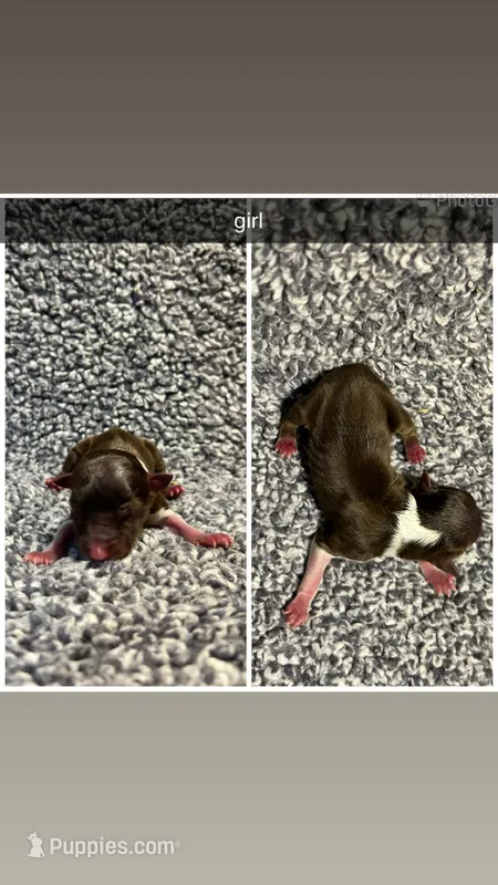 Sky, a female Miniature Australian Shepherd for sale in Granby, MO – Photo 1 of 1