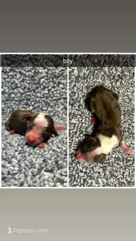 Tuco , a male Miniature Australian Shepherd for sale in Granby, MO – Photo 1 of 1