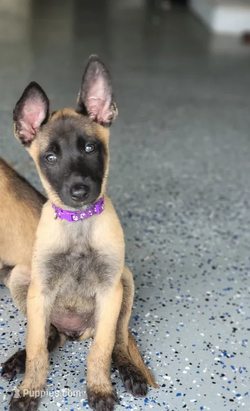 5 – Belgian Malinois puppy for sale in Leonard, TX