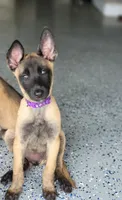 5, a female Belgian Malinois for sale in Leonard, TX – 1 of 1