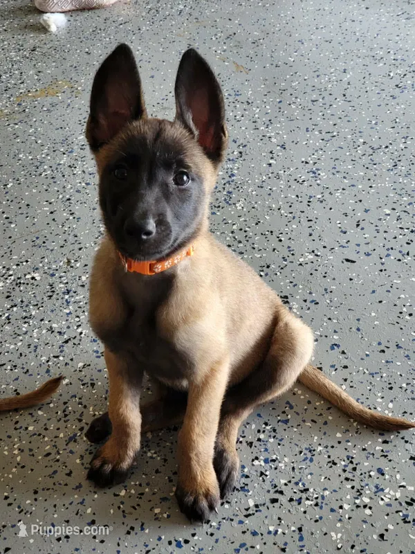 2 – Belgian Malinois puppy for sale in Leonard, TX