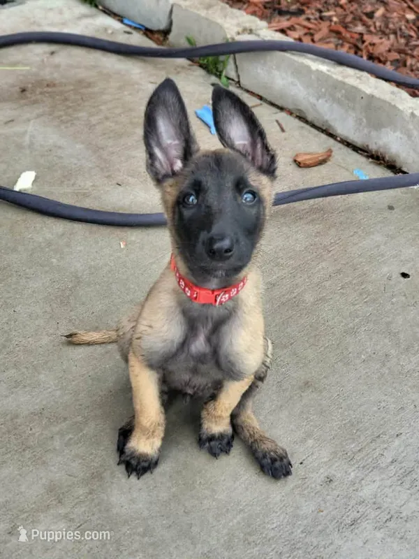 3 – Belgian Malinois puppy for sale in Leonard, TX