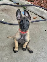3, a male Belgian Malinois for sale in Leonard, TX – 1 of 1