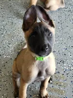 4, a female Belgian Malinois for sale in Leonard, TX – 1 of 1