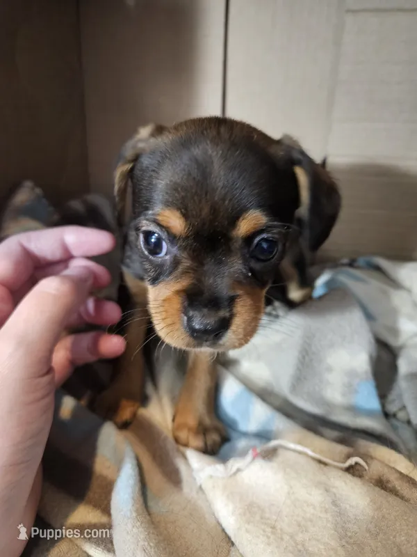 Violet – Cavalier King Charles Spaniel, Chorkie puppy for sale in Poquoson, VA