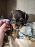 Violet, a female Cavalier King Charles Spaniel and Chorkie for sale in Poquoson, VA – 1 of 5
