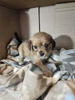 Pepper, a female Cavalier King Charles Spaniel and Chorkie for sale in Poquoson, VA – 4 of 5