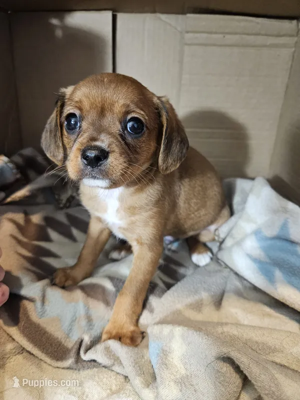 Bailey – Cavalier King Charles Spaniel, Chorkie puppy for sale in Poquoson, VA