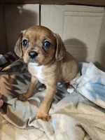 Bailey, a male Cavalier King Charles Spaniel and Chorkie for sale in Poquoson, VA – 1 of 4