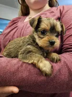 Everest, a female Chorkie for sale in Poquoson City, VA – Photo 4 of 4