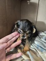 Roger, a male Cavalier King Charles Spaniel and Chorkie for sale in Poquoson, VA – 3 of 5