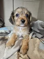 Polly, a female Cavalier King Charles Spaniel and Chorkie for sale in Poquoson, VA – 2 of 5